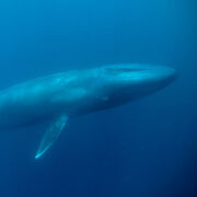 Blue-whale thumb