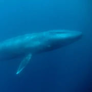 Blue-whale thumb