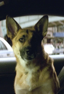 Samantha I Am Legend Vs Battles Wiki Fandom