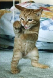 Bruce Lee Catzxcvb