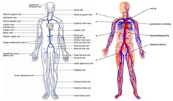 Anatomy-of-human-body-veins-organ-pictures-images-collection