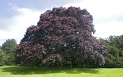 Beech-tree-23