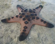 Chocolate chip sea star