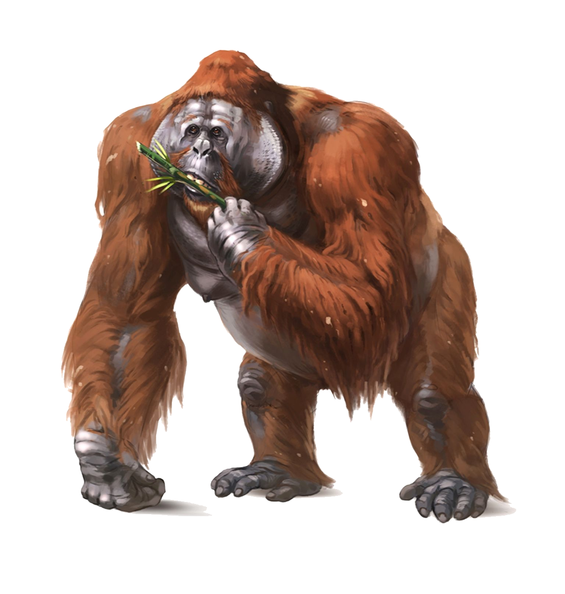 Gigantopithecus | VS Battles Wiki | Fandom