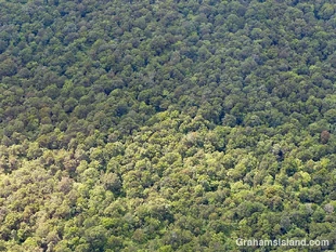 Abstracts-trees-from-above