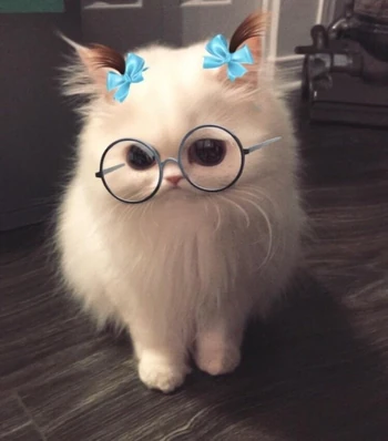 Ms kitty