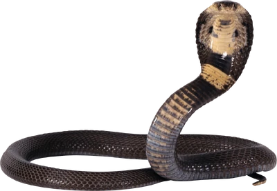 King cobra