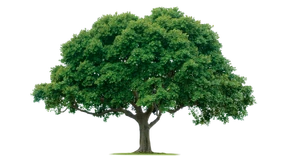 Tree Tree