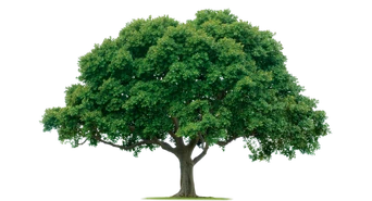 Tree Tree