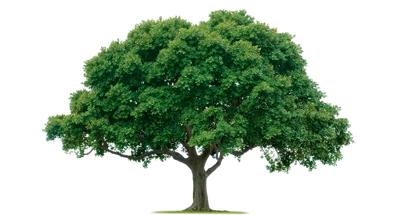 Tree Tree