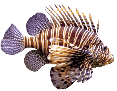 Lionfish (1)