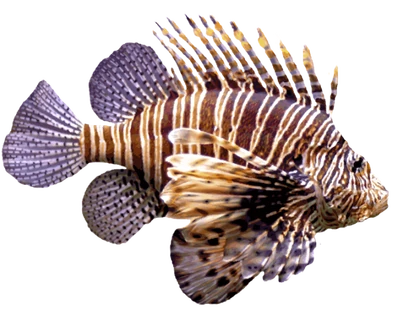 Lionfish (1)
