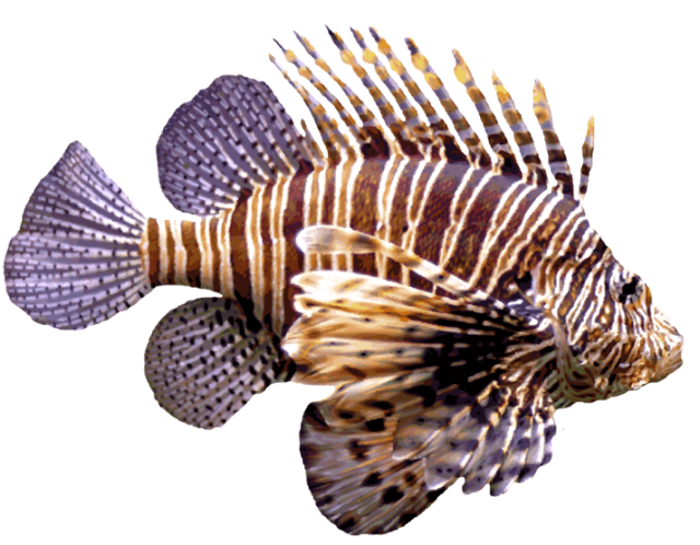 Image - Lionfish (1).png | VS Battles Wiki | FANDOM powered by Wikia