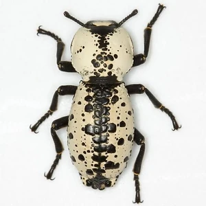IRONBEETLE