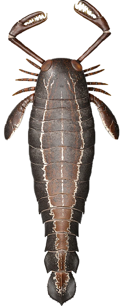 Lobster Crab Hybrid Thingy