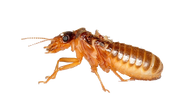 -Render- Cockroach