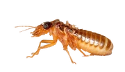 -Render- Cockroach