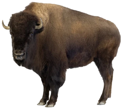 American bison