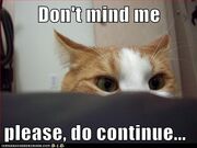 9d66b funny-cat-pictures-lolcats-dont-mind-me