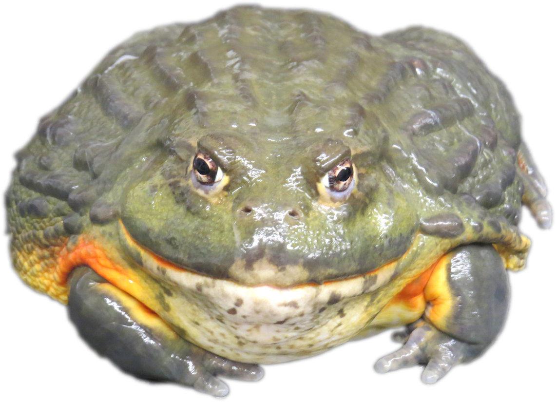 African Bullfrog | VS Battles Wiki | Fandom
