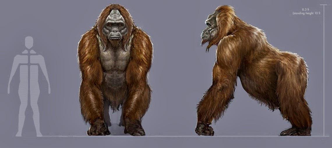 Gigantopithecus VS Battles Wiki FANDOM powered by Wikia