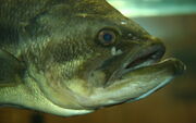 Largemouth bass face