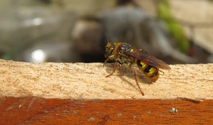 Scpwasp Scpwasp