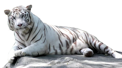 Whitetigger Render