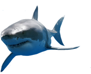 Great-White-Shark-psd82957