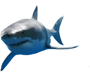 Great-White-Shark-psd82957 Great-White-Shark-psd82957