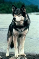 White Fang