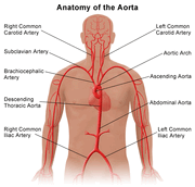 Anatomy of aorta