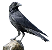 Purepng.com-crowbirdsflyanimals-631522936573csnok