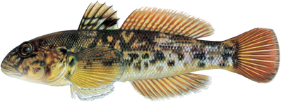 Round-goby-fish