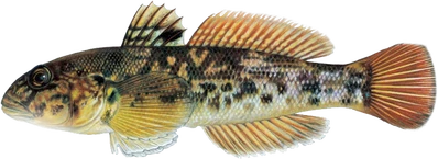 Round-goby-fish Round-goby-fish