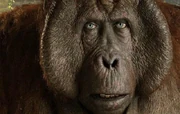 King Louie King Louie