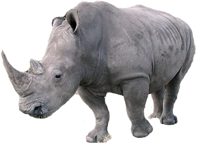 Rhino