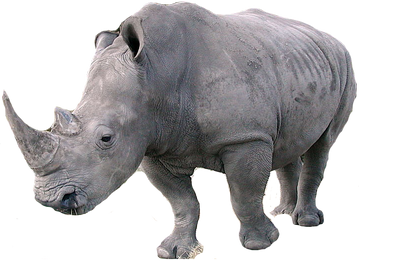 Rhino