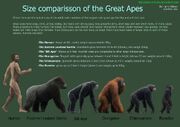 Great ape size chart by harry the fox-d4sh0uc-1-