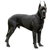 Good Dog Render