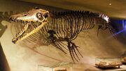 1200px-Mosasaurus hoffmannii - skeleton