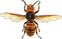 Murderwasp Render