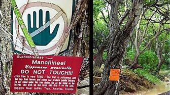 Standing Underneath This Tree Will Kill You!
