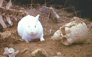 Killer Rabbit