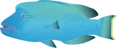 Normal ian-symbol-cheilinus-undulatus-male