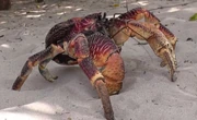 Coconut crab Coconut crab