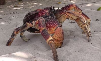 Coconut Crab | VS Battles Wiki | Fandom