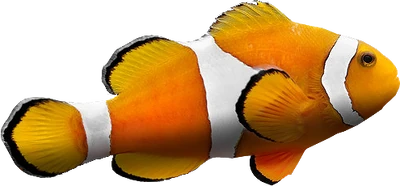 Clownfish Clownfish