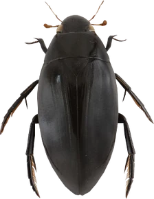 Dayunisi Render Dayunisi Render