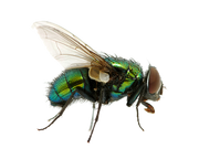 Fly PNG3955